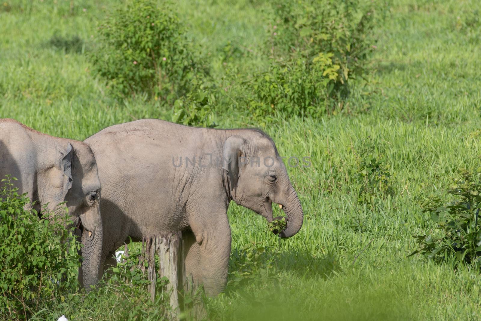 Asian elephants are the largest living land animals in Asia.Asian elephants are highly intelligent and self-aware.