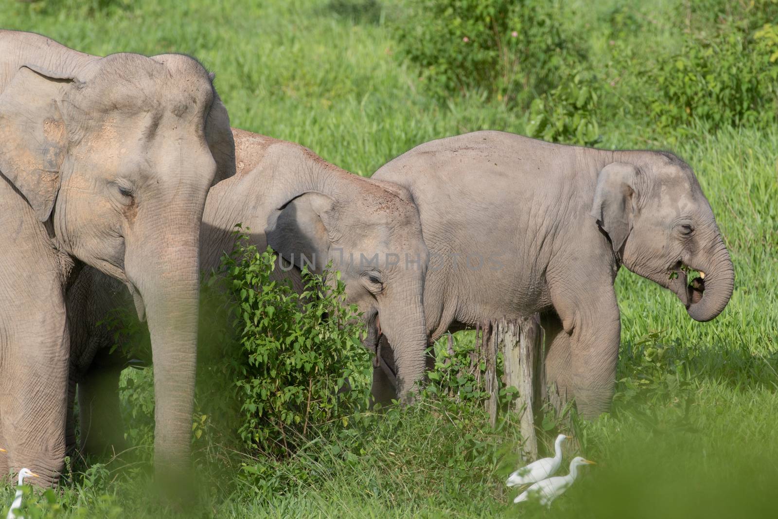 Asiatic Elephant is big five animal in asia by visanuwit