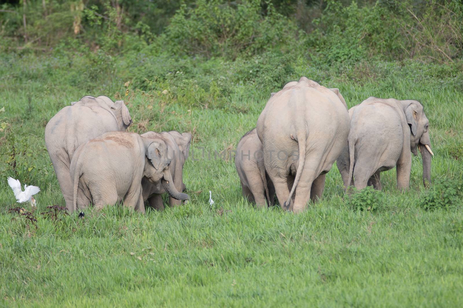 Asian elephants are the largest living land animals in Asia.Asian elephants are highly intelligent and self-aware.