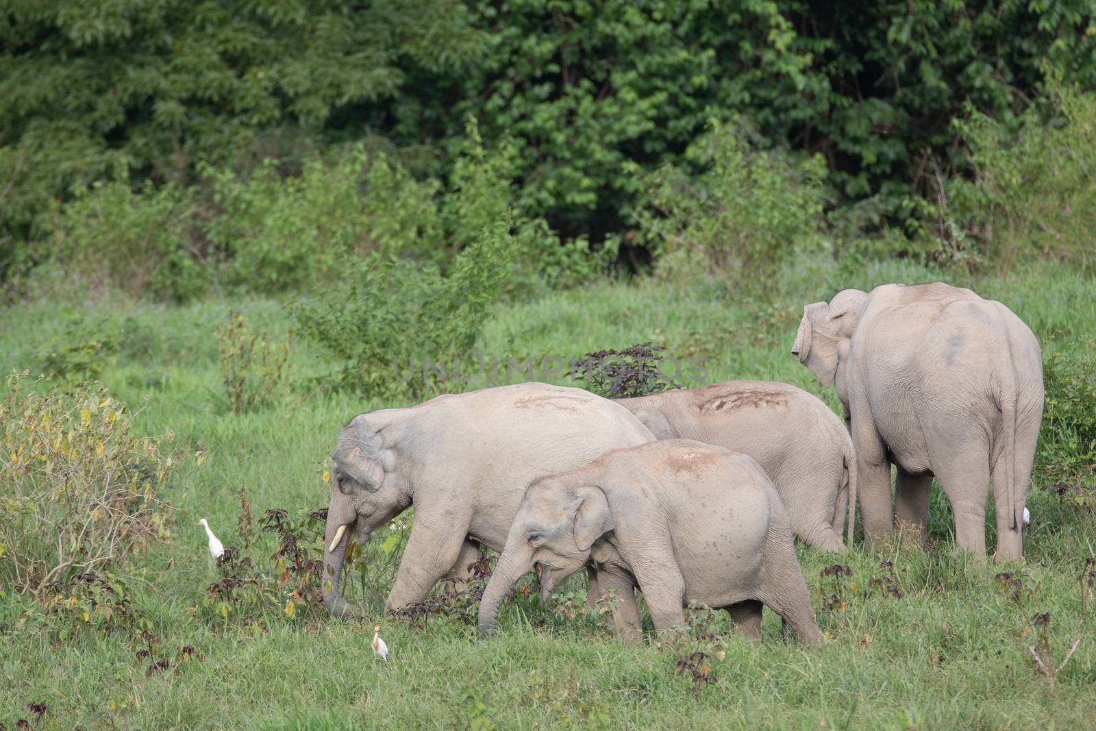 Asiatic Elephant is big five animal in asia by visanuwit