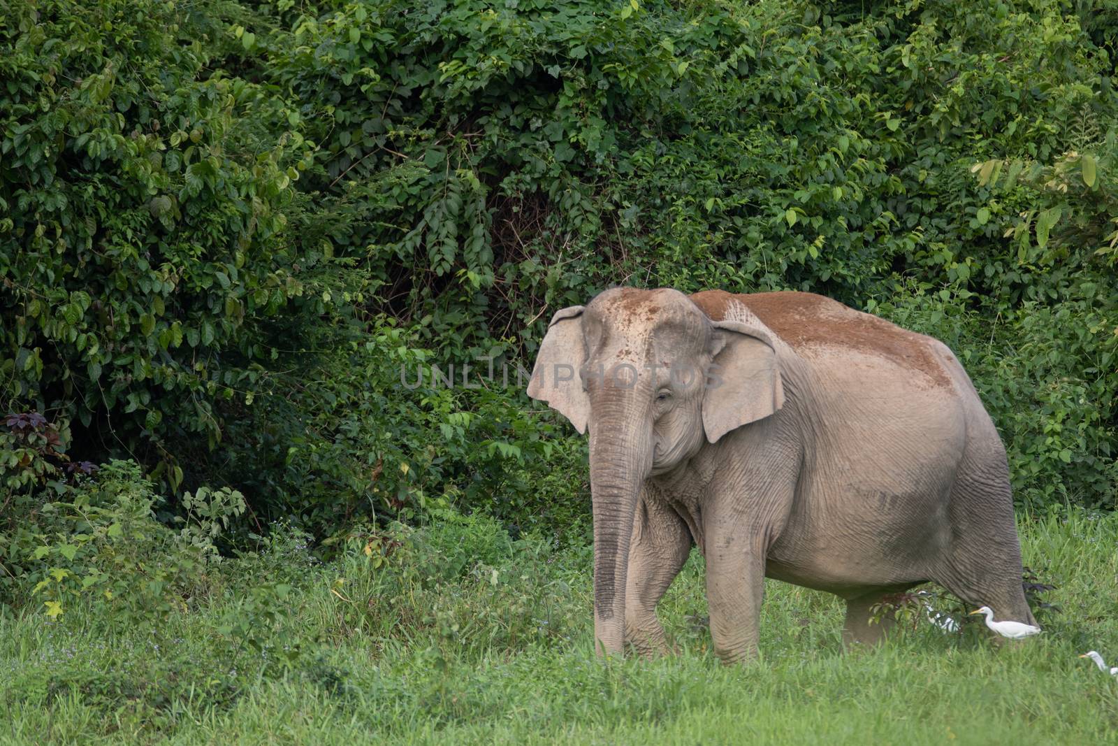 Asian elephants are the largest living land animals in Asia.Asian elephants are highly intelligent and self-aware.