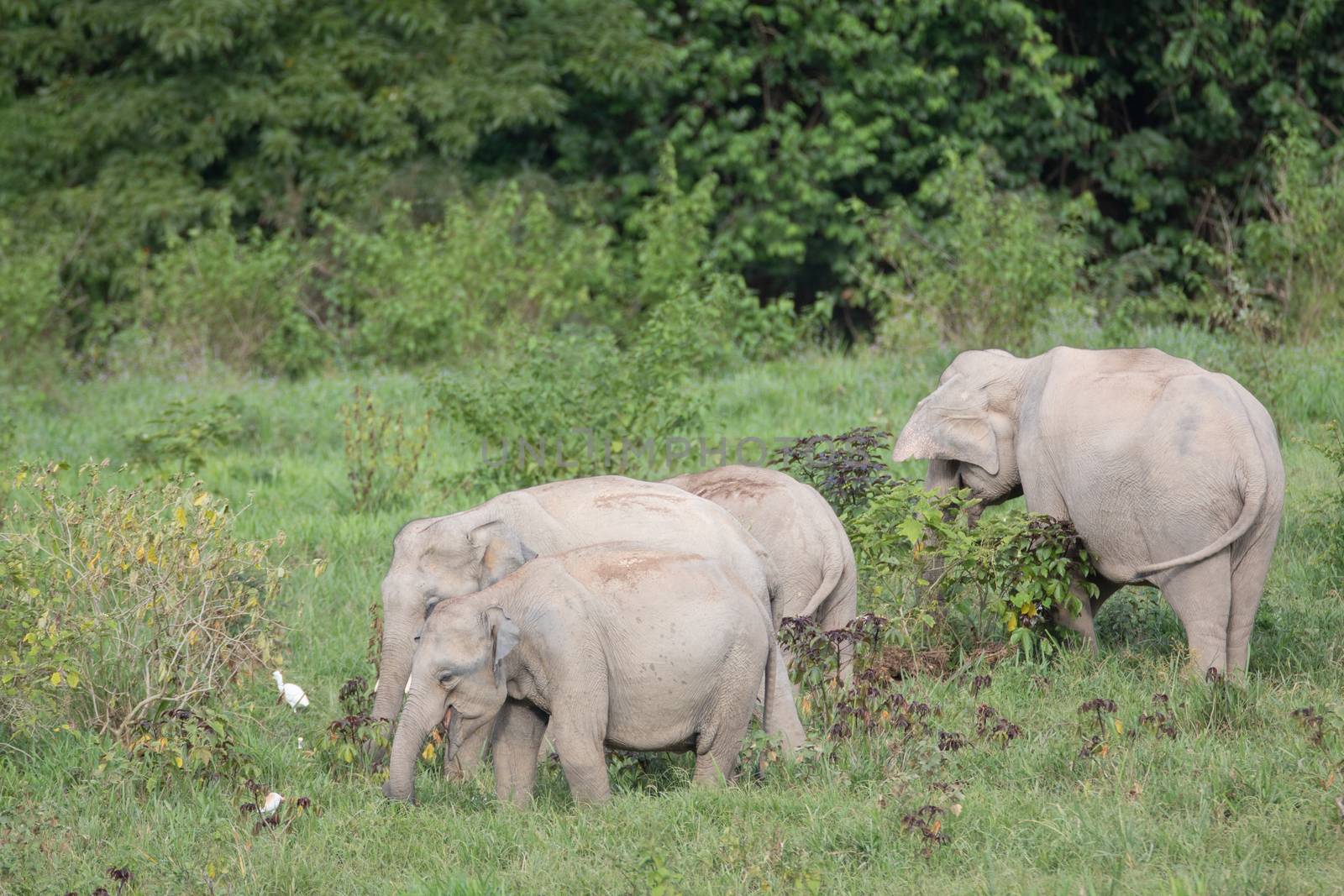 Asiatic Elephant is big five animal in asia by visanuwit