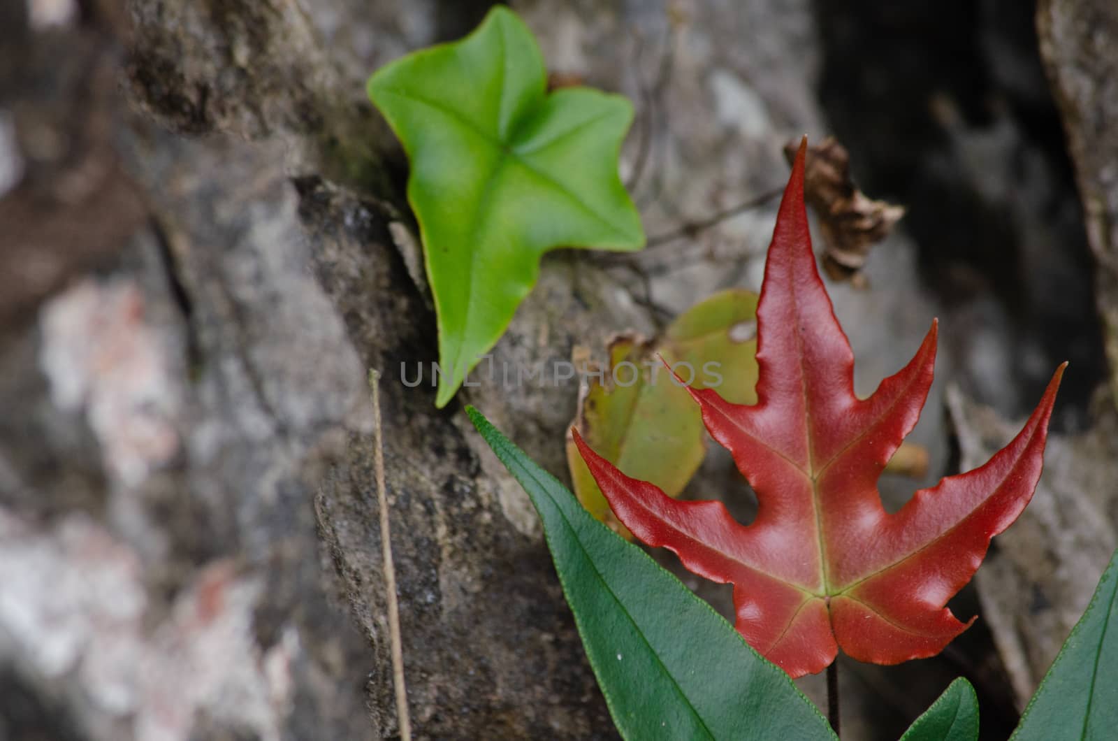 landscape nature have green plant and tree at rain forest mountain .its good place for outdoor travel on vacation or holidays in thailand.