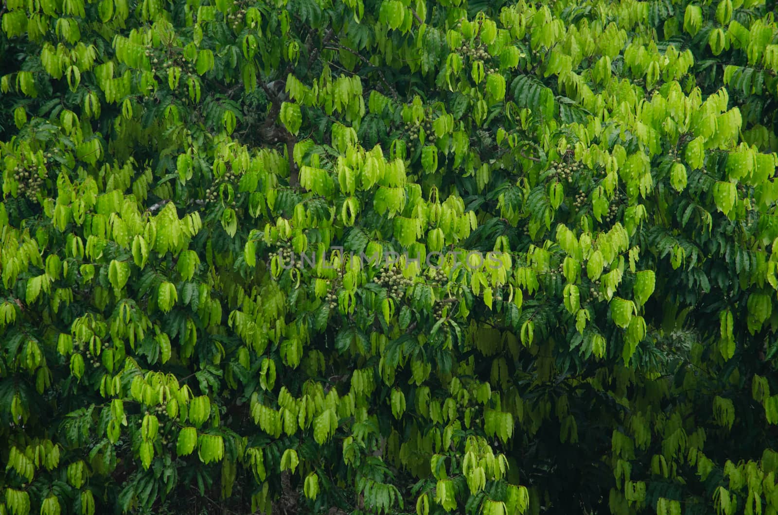 landscape nature have green plant and tree at rain forest mountain .its good place for outdoor travel on vacation or holidays in thailand.