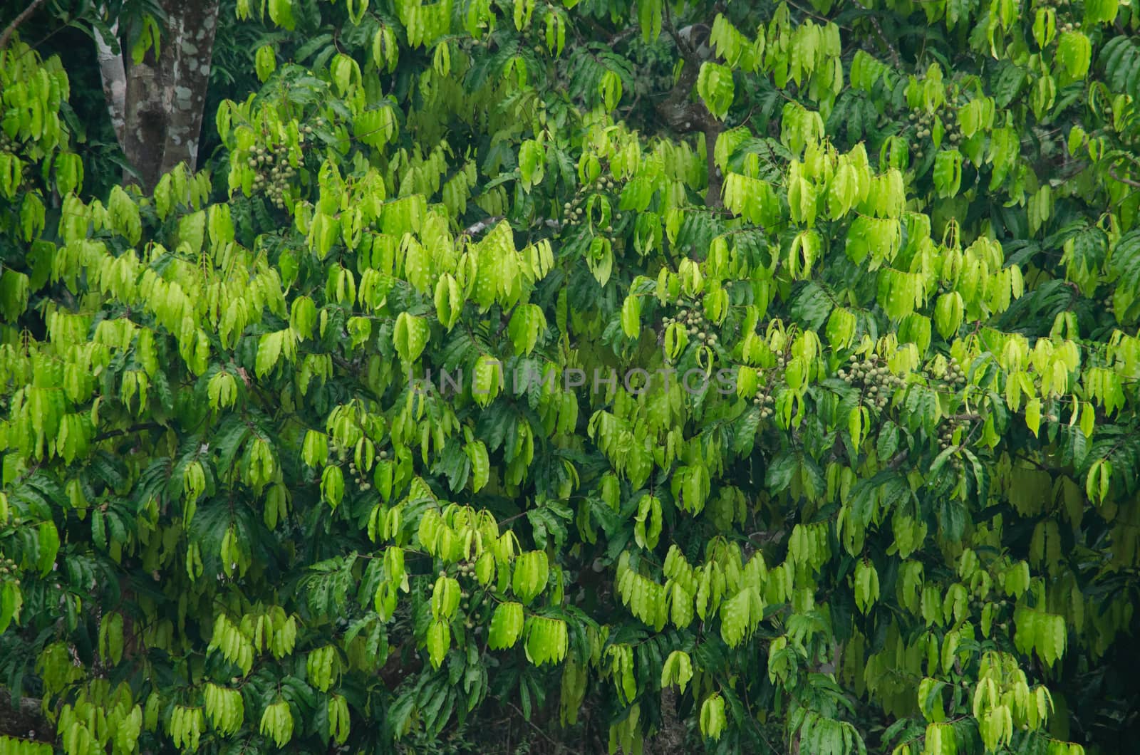 landscape nature have green plant and tree at rain forest mountain .its good place for outdoor travel on vacation or holidays in thailand.