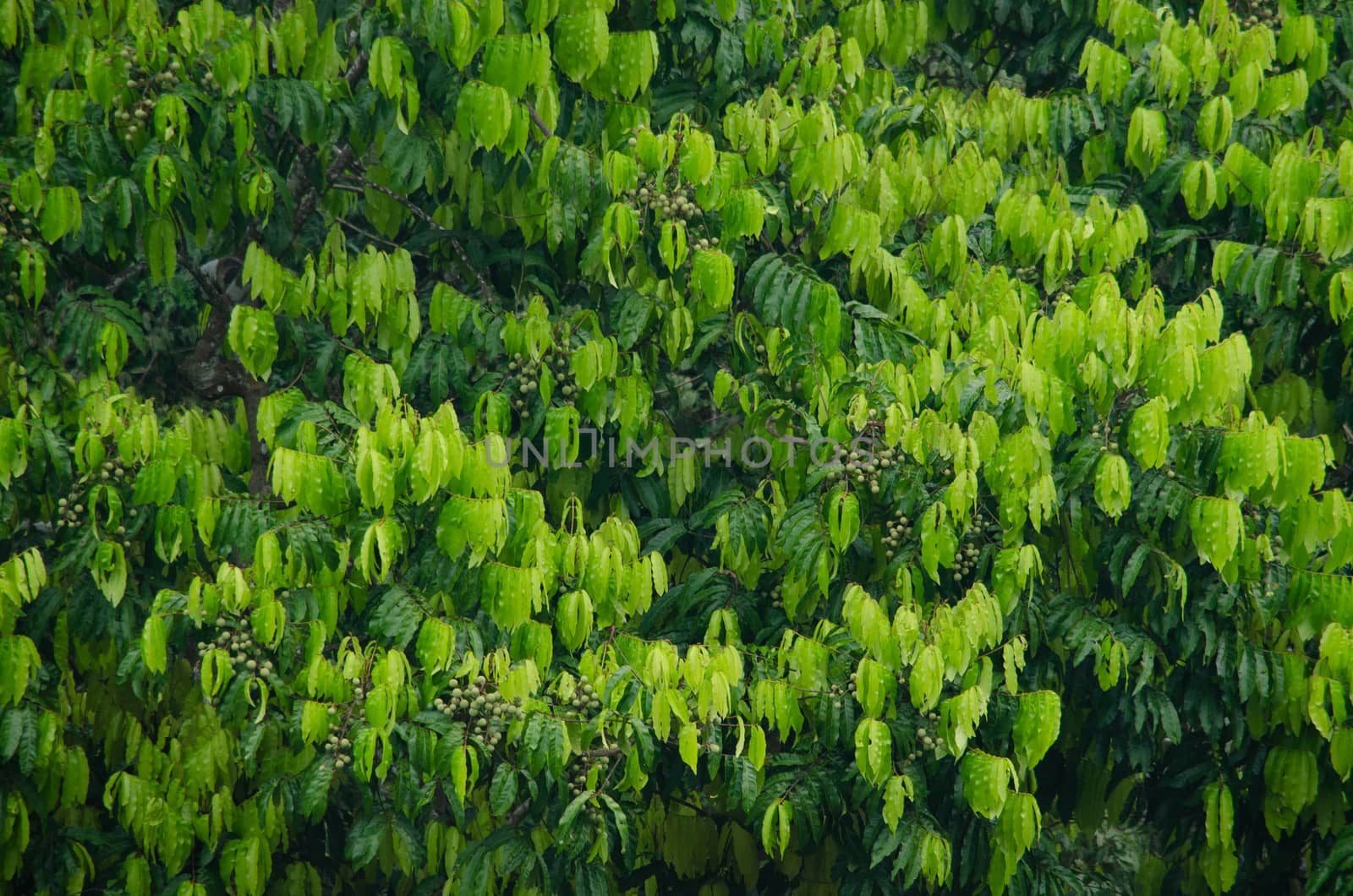 landscape nature have green plant and tree at rain forest mountain .its good place for outdoor travel on vacation or holidays in thailand.