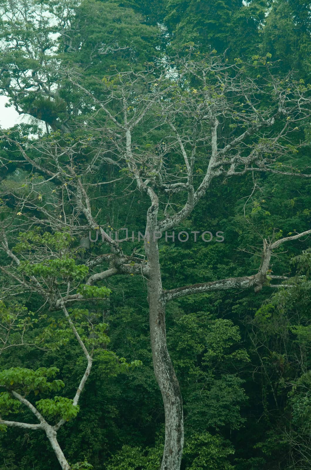 landscape nature have green plant and tree at rain forest mountain .its good place for outdoor travel on vacation or holidays in thailand.