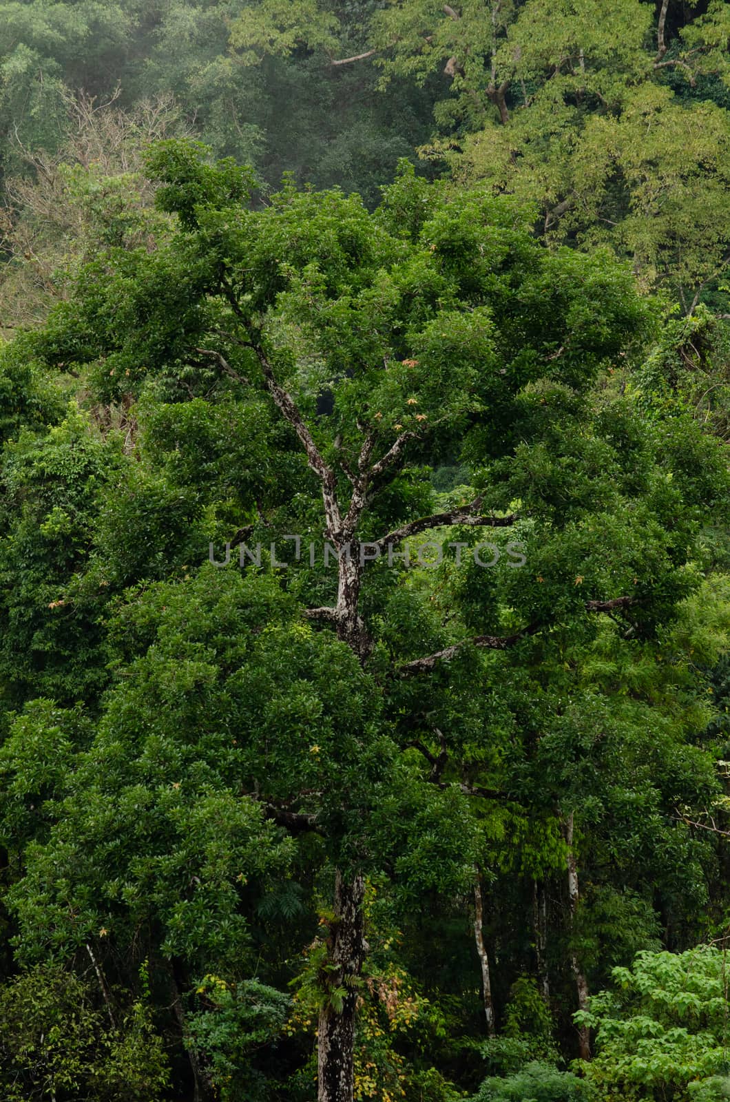 landscape nature have green plant and tree at rain forest mountain .its good place for outdoor travel on vacation or holidays in thailand.