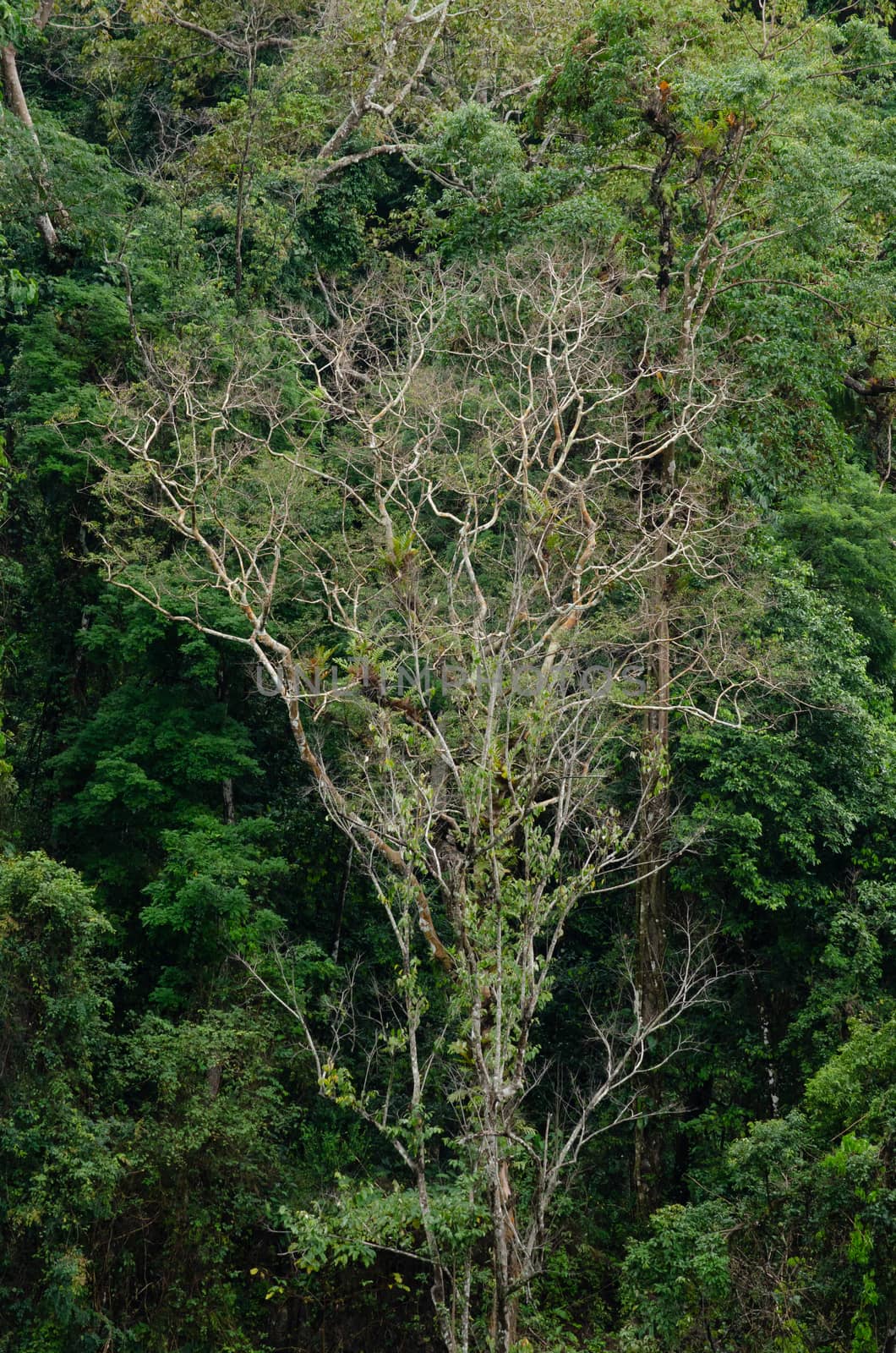 Rain forest is important in Thailand . It is habitat for wildlif by visanuwit