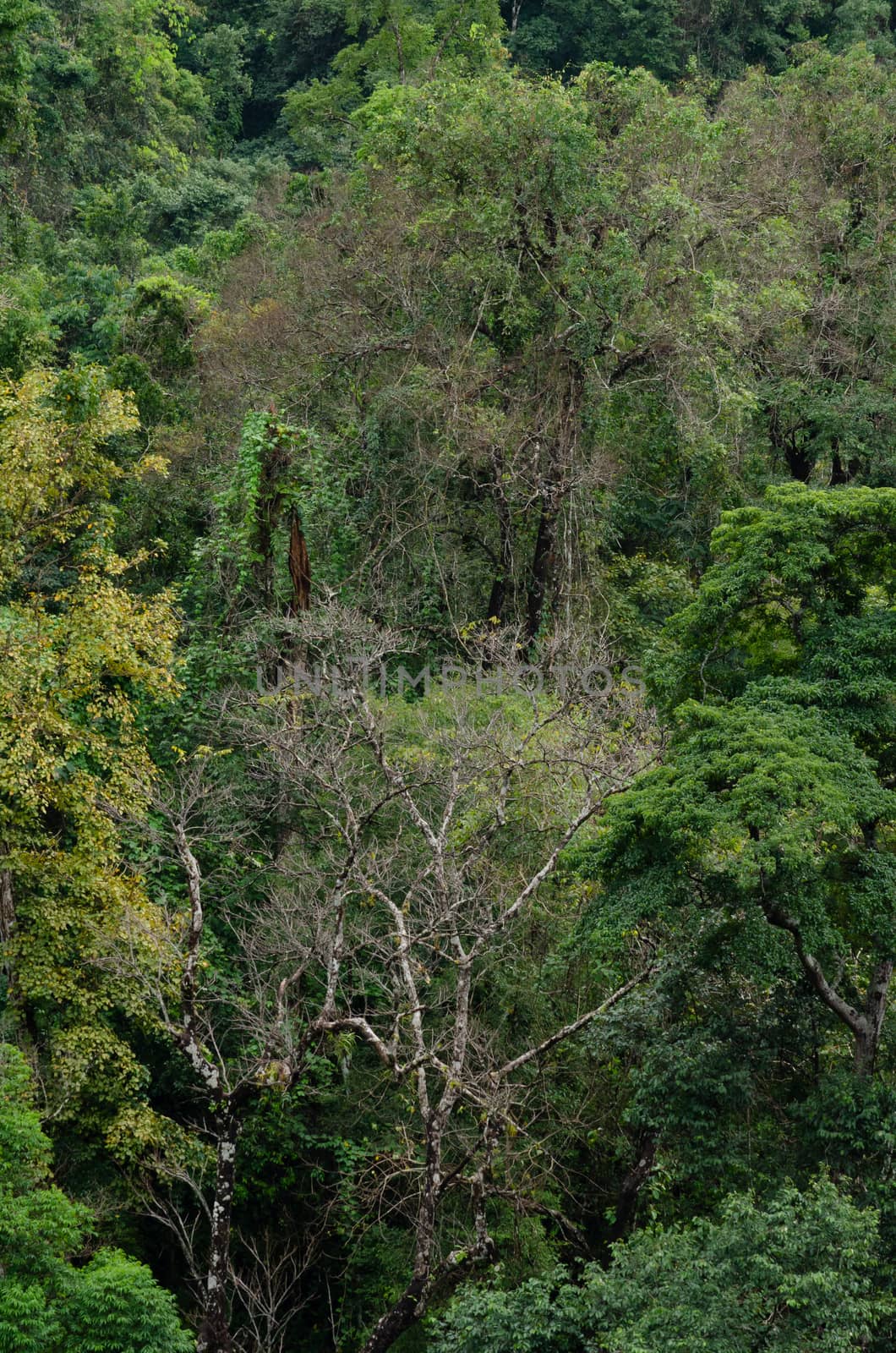 landscape nature have green plant and tree at rain forest mountain .its good place for outdoor travel on vacation or holidays in thailand.