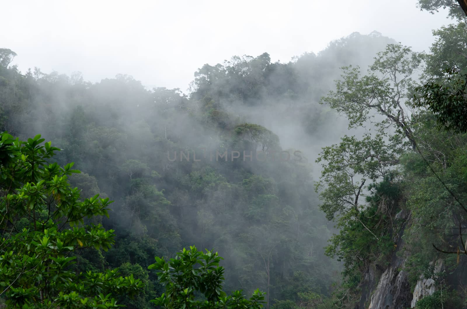 landscape nature have green plant and tree at rain forest mountain .its good place for outdoor travel on vacation or holidays in thailand.