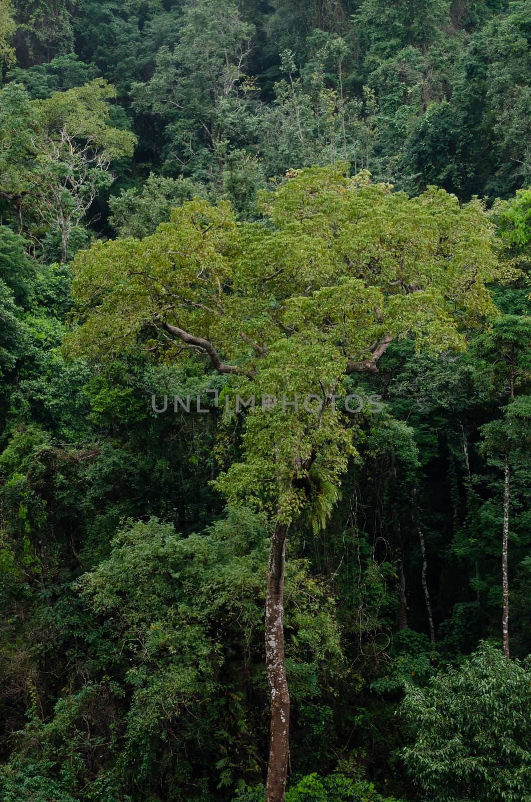 landscape nature have green plant and tree at rain forest mountain .its good place for outdoor travel on vacation or holidays in thailand.