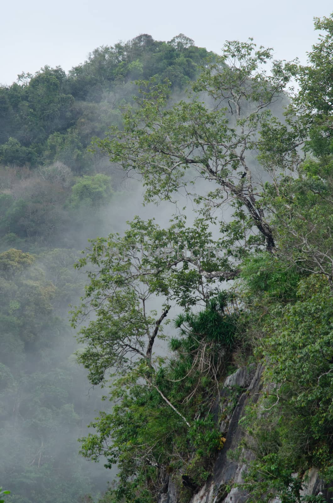 landscape nature have green plant and tree at rain forest mountain .its good place for outdoor travel on vacation or holidays in thailand.