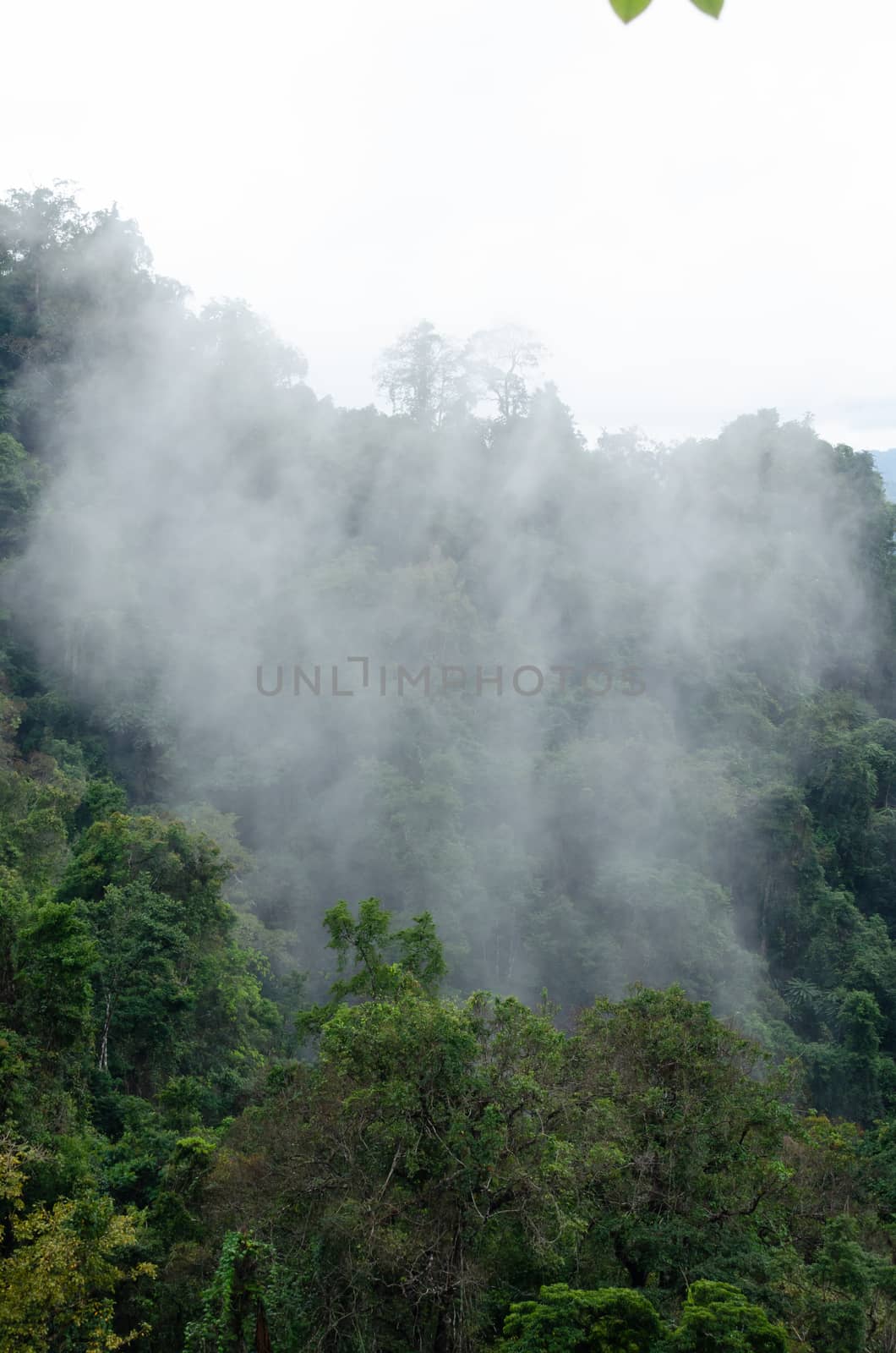 landscape nature have green plant and tree at rain forest mountain .its good place for outdoor travel on vacation or holidays in thailand.