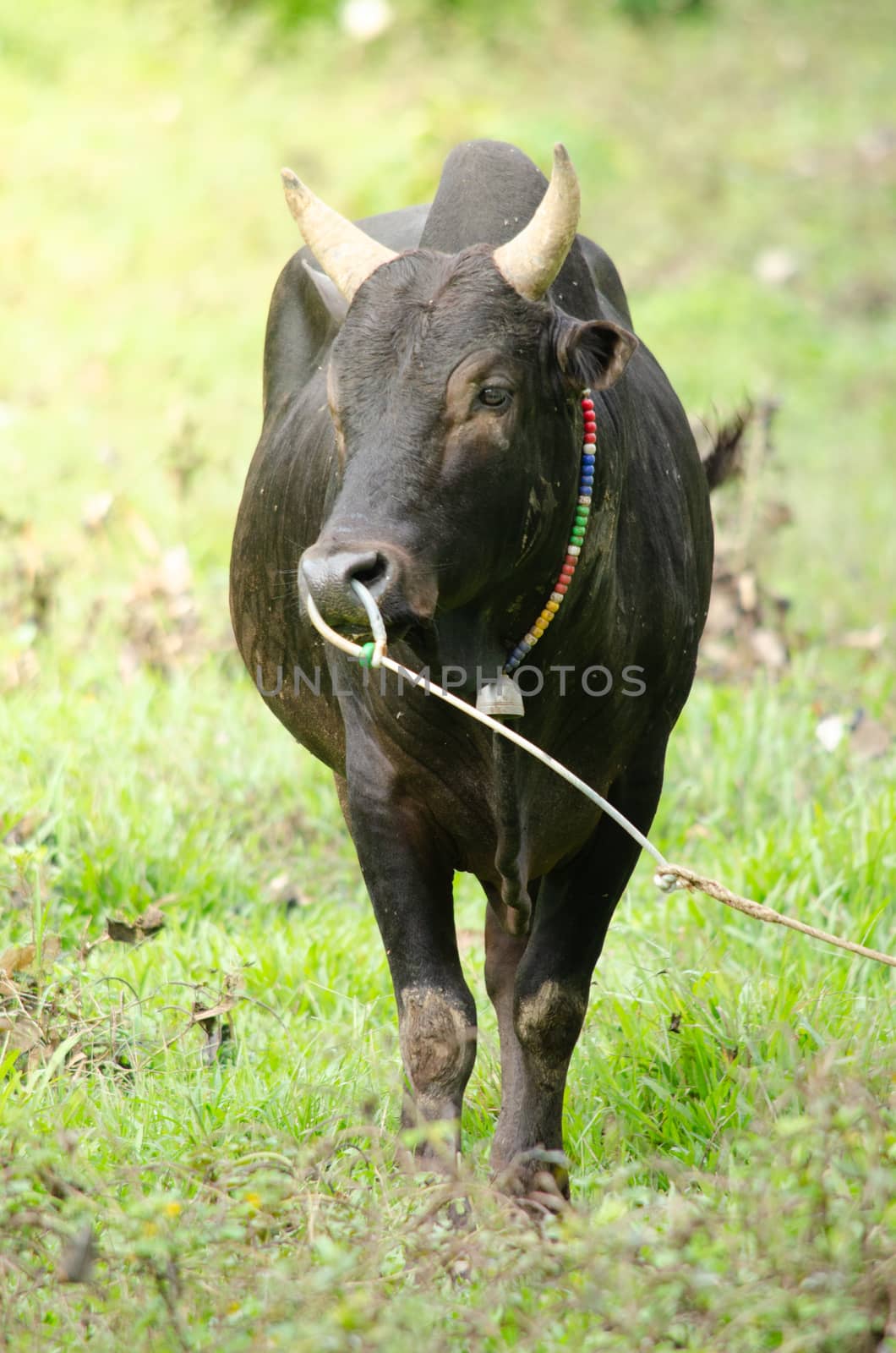 Thai people  feed fight ox for fight game in South Thailand . and it is culture of Thai people
