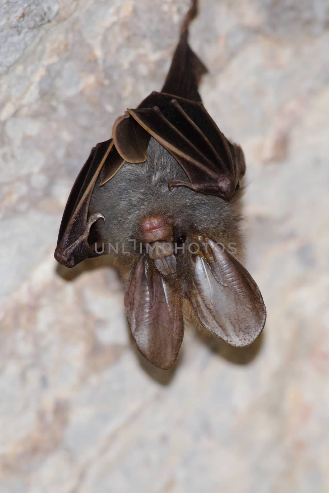 esser false vampire bat  are sleeping in the cave hanging on the ceiling period midday