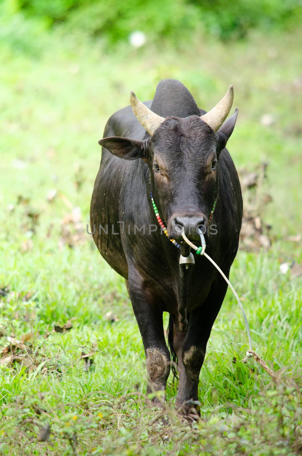 Thai people  feed fight ox for fight game in South Thailand . and it is culture of Thai people