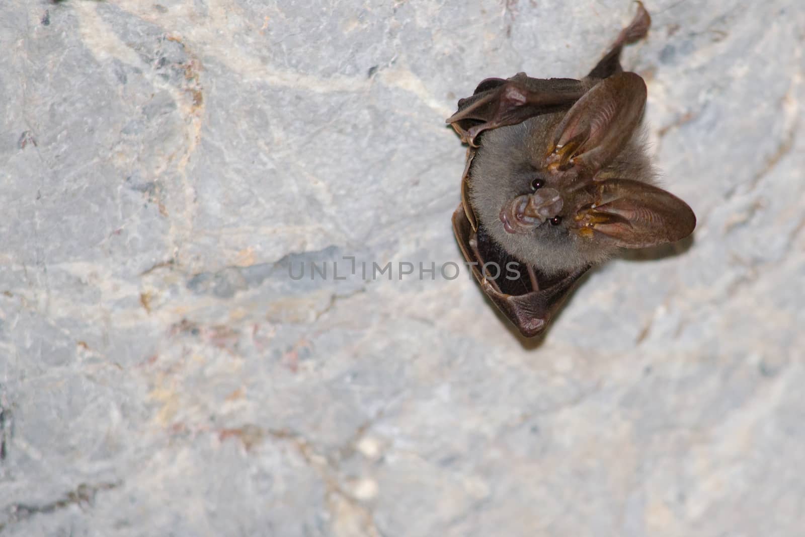 esser false vampire bat  are sleeping in the cave hanging on the ceiling period midday
