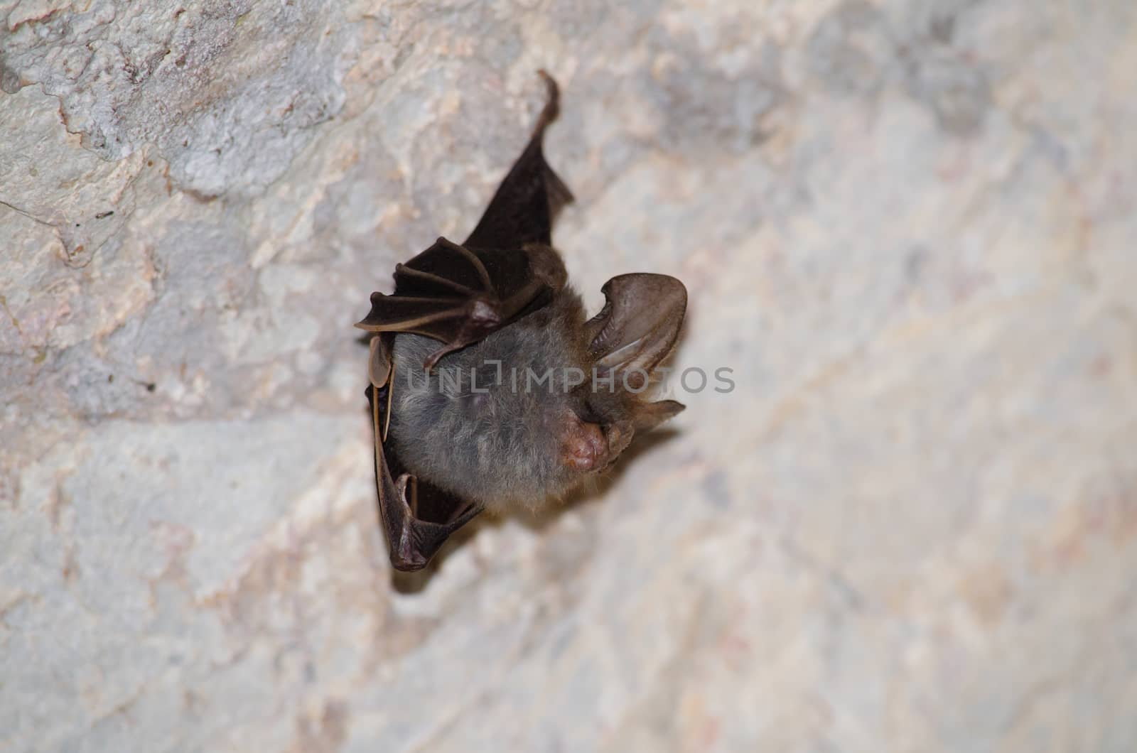 esser false vampire bat  are sleeping in the cave hanging on the ceiling period midday