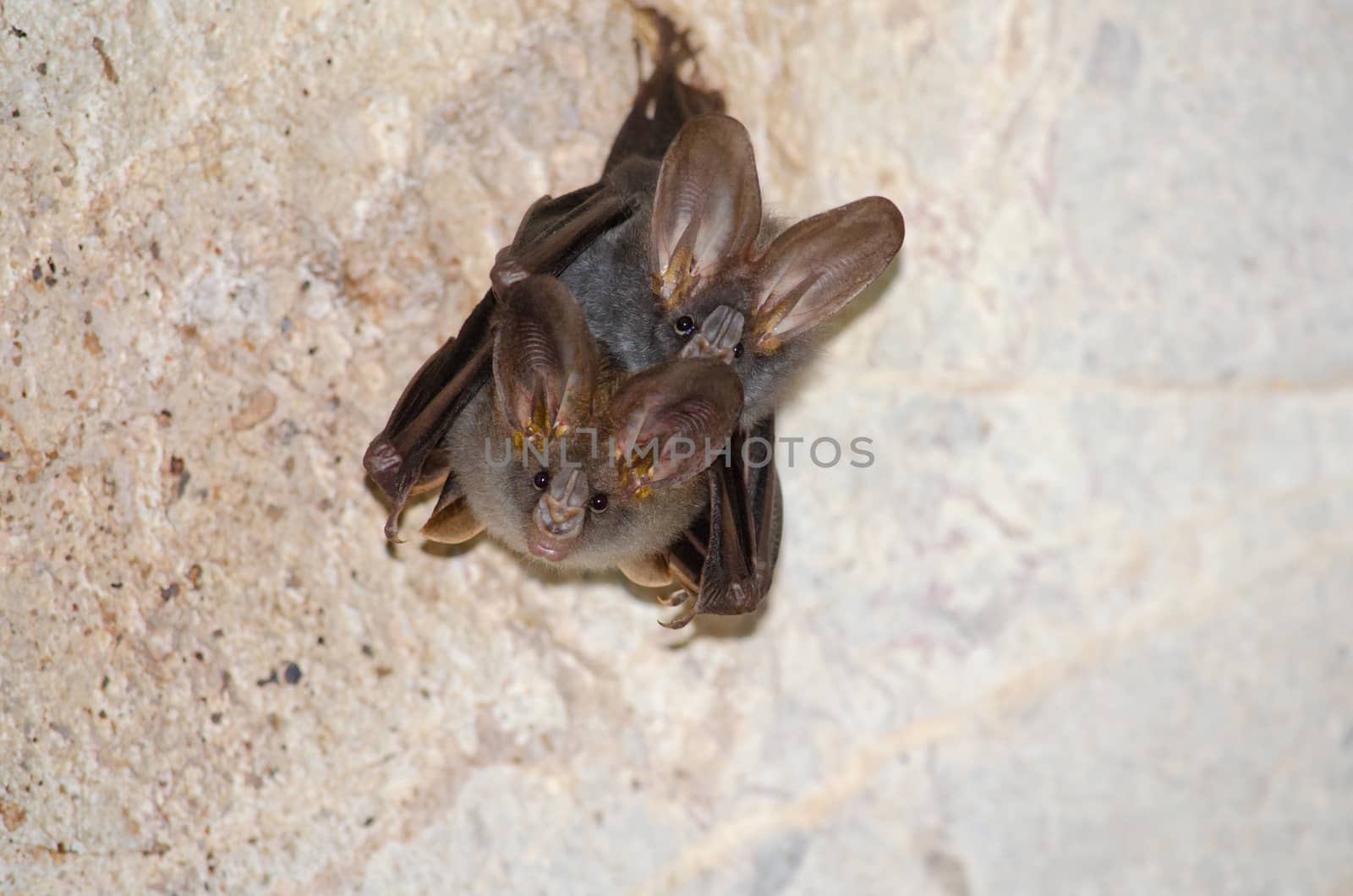 esser false vampire bat  are sleeping in the cave hanging on the ceiling period midday