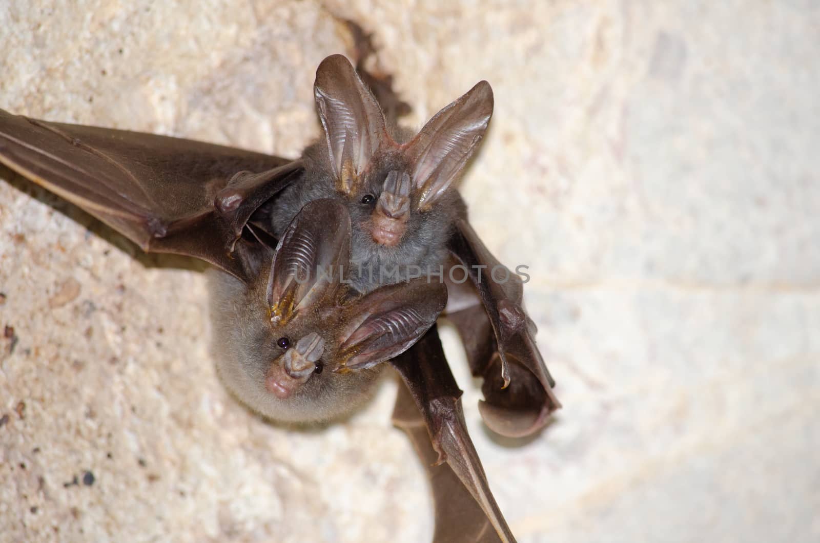 esser false vampire bat  are sleeping in the cave hanging on the ceiling period midday