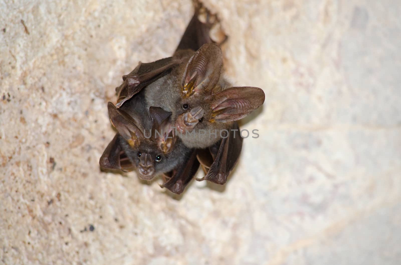 esser false vampire bat  are sleeping in the cave hanging on the ceiling period midday