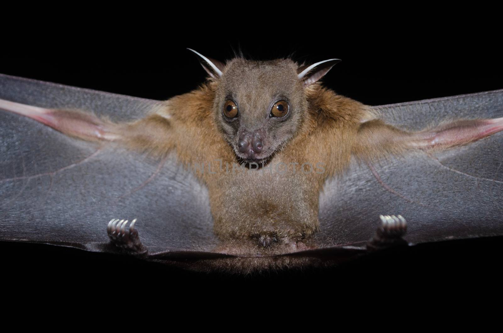 esser false vampire bat  are sleeping in the cave hanging on the ceiling period midday