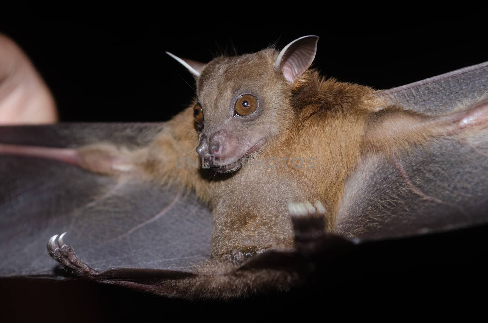 esser false vampire bat  are sleeping in the cave hanging on the ceiling period midday