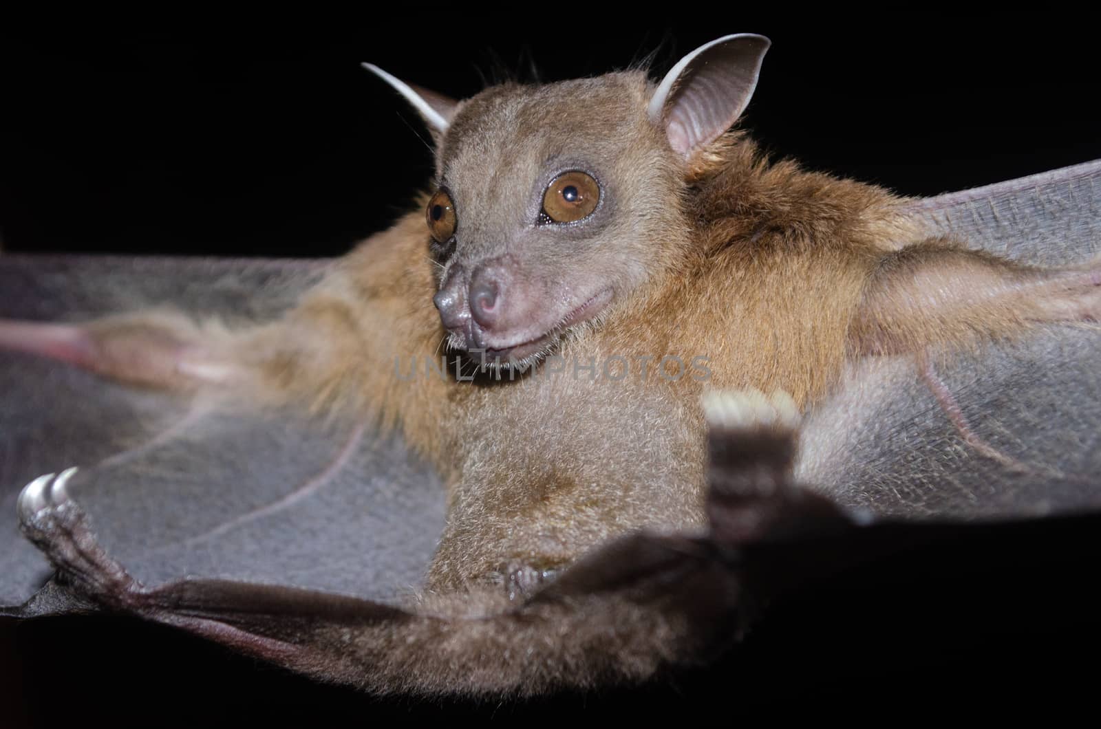 esser false vampire bat  are sleeping in the cave hanging on the ceiling period midday