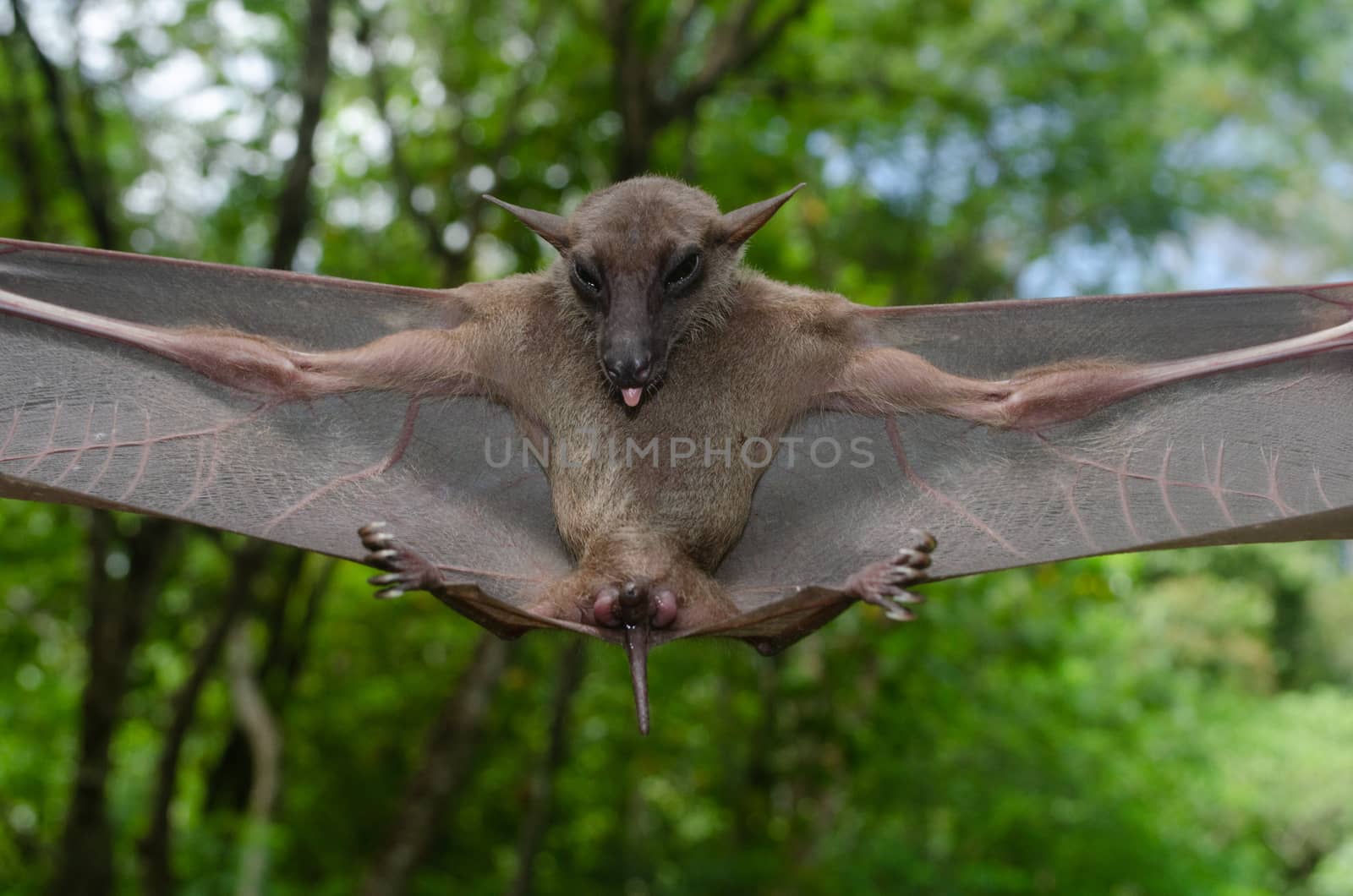 esser false vampire bat  are sleeping in the cave hanging on the ceiling period midday