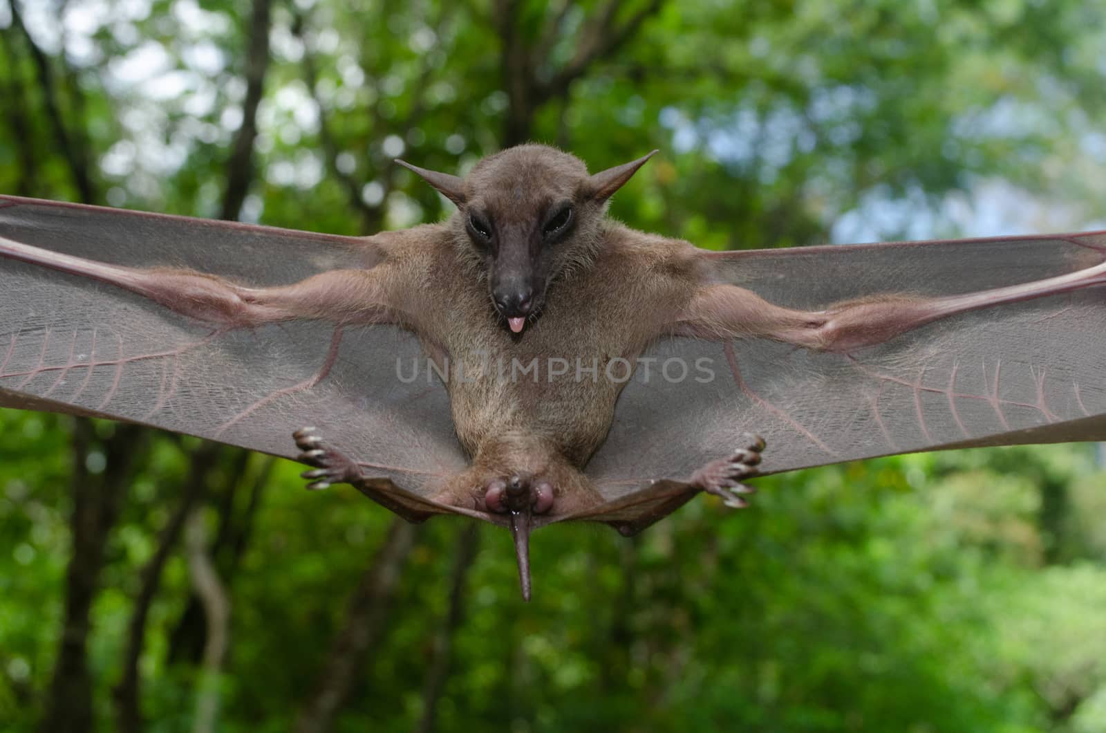 esser false vampire bat  are sleeping in the cave hanging on the ceiling period midday