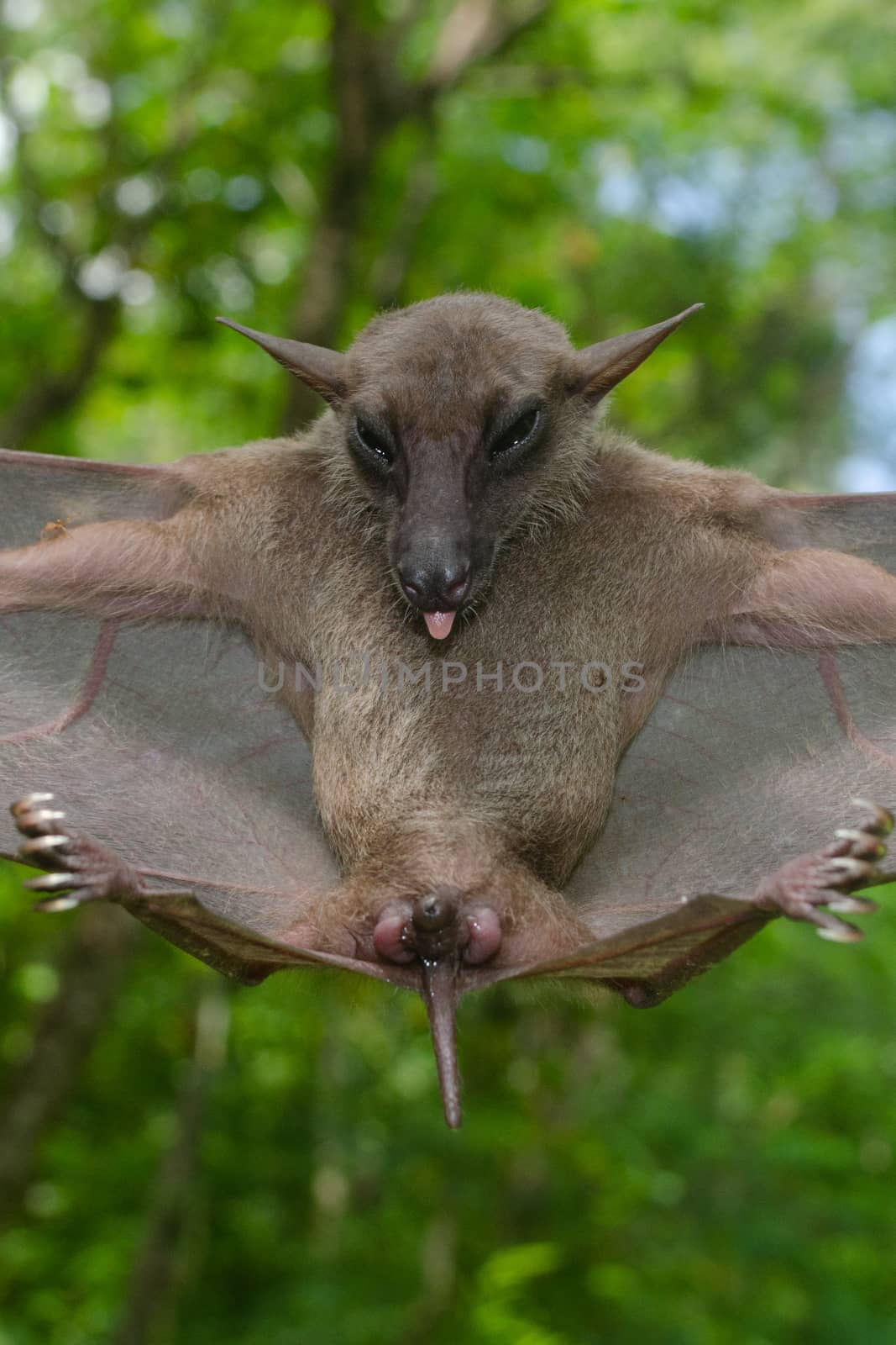 esser false vampire bat  are sleeping in the cave hanging on the ceiling period midday