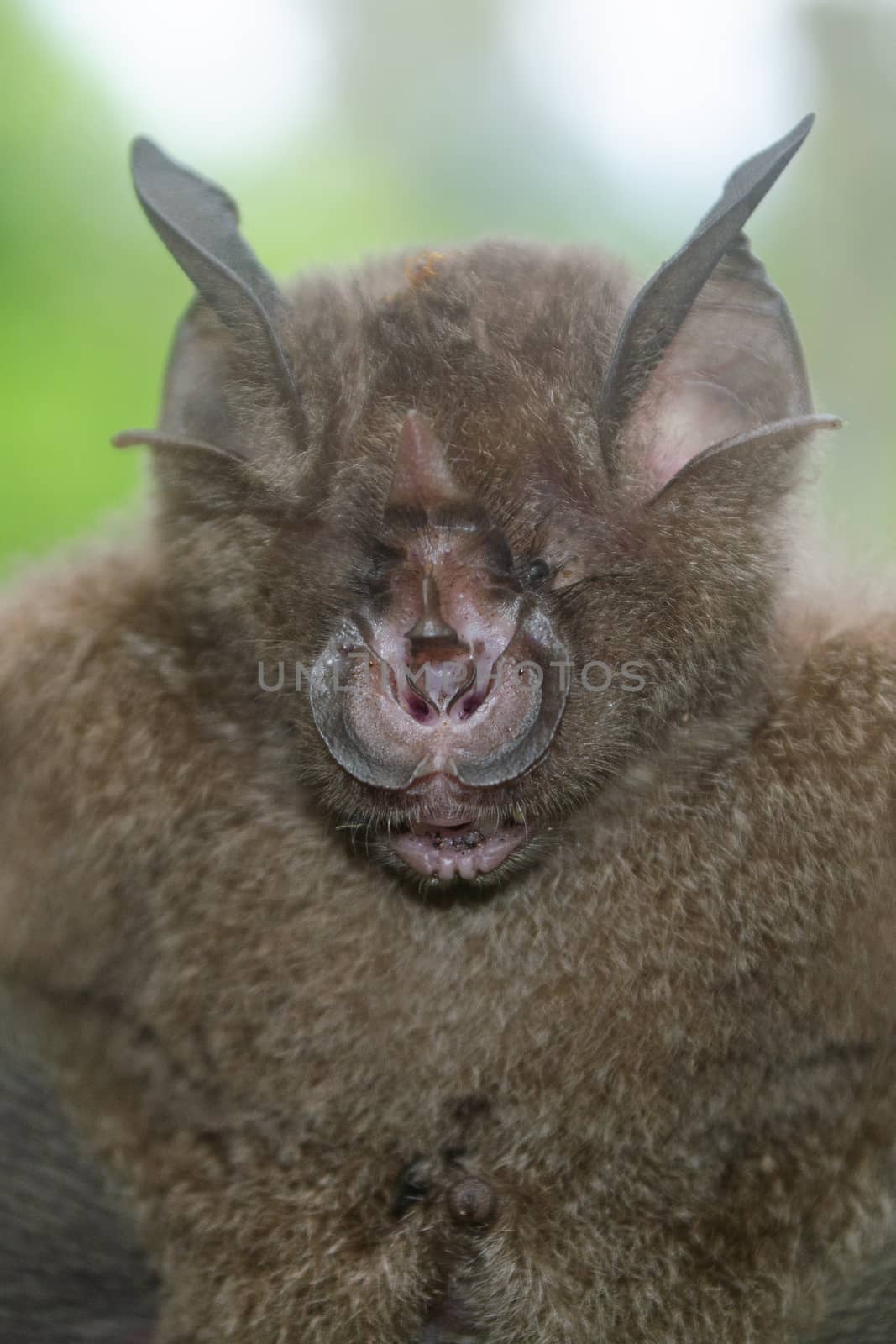 esser false vampire bat  are sleeping in the cave hanging on the ceiling period midday