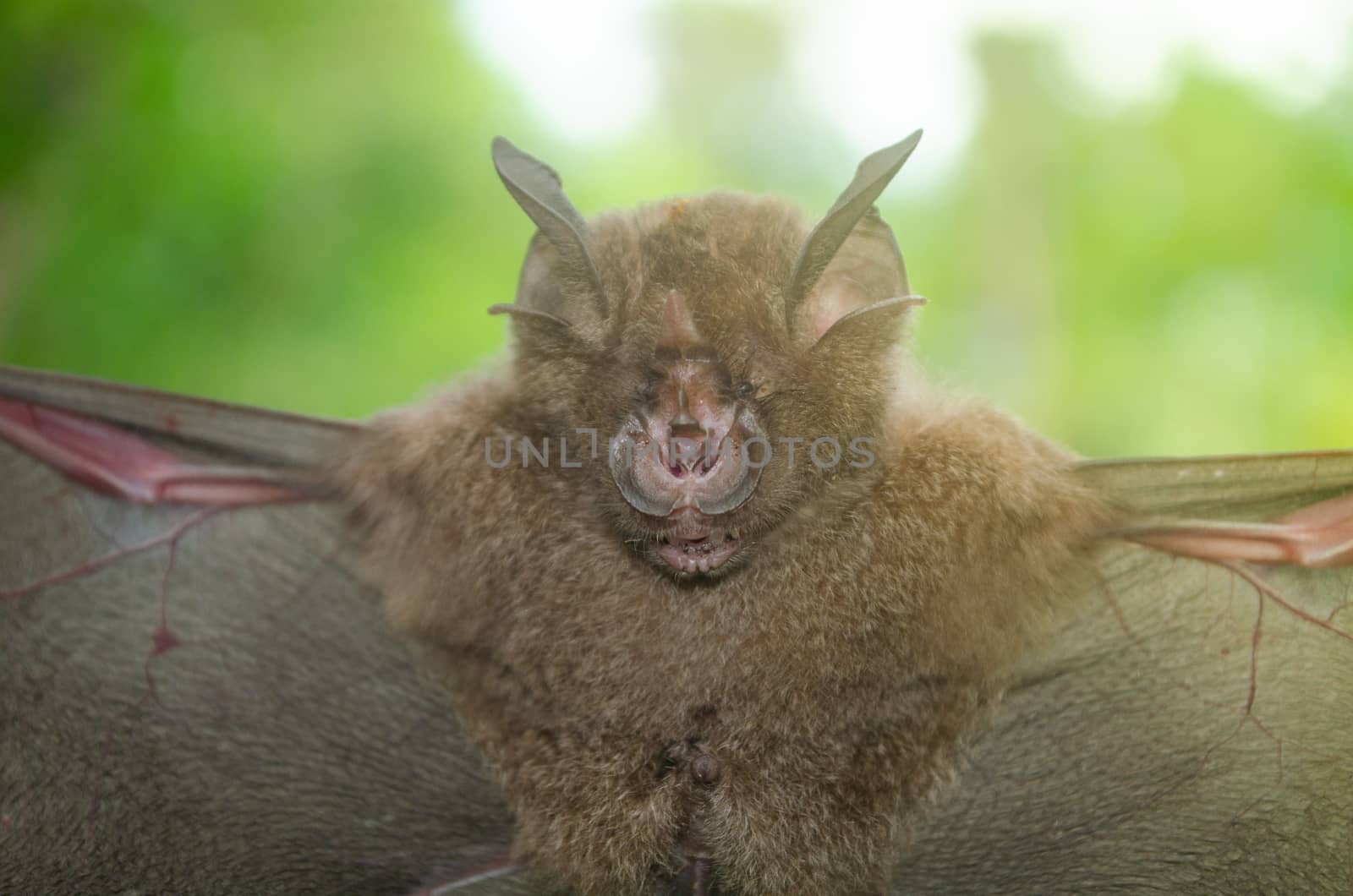 esser false vampire bat  are sleeping in the cave hanging on the ceiling period midday