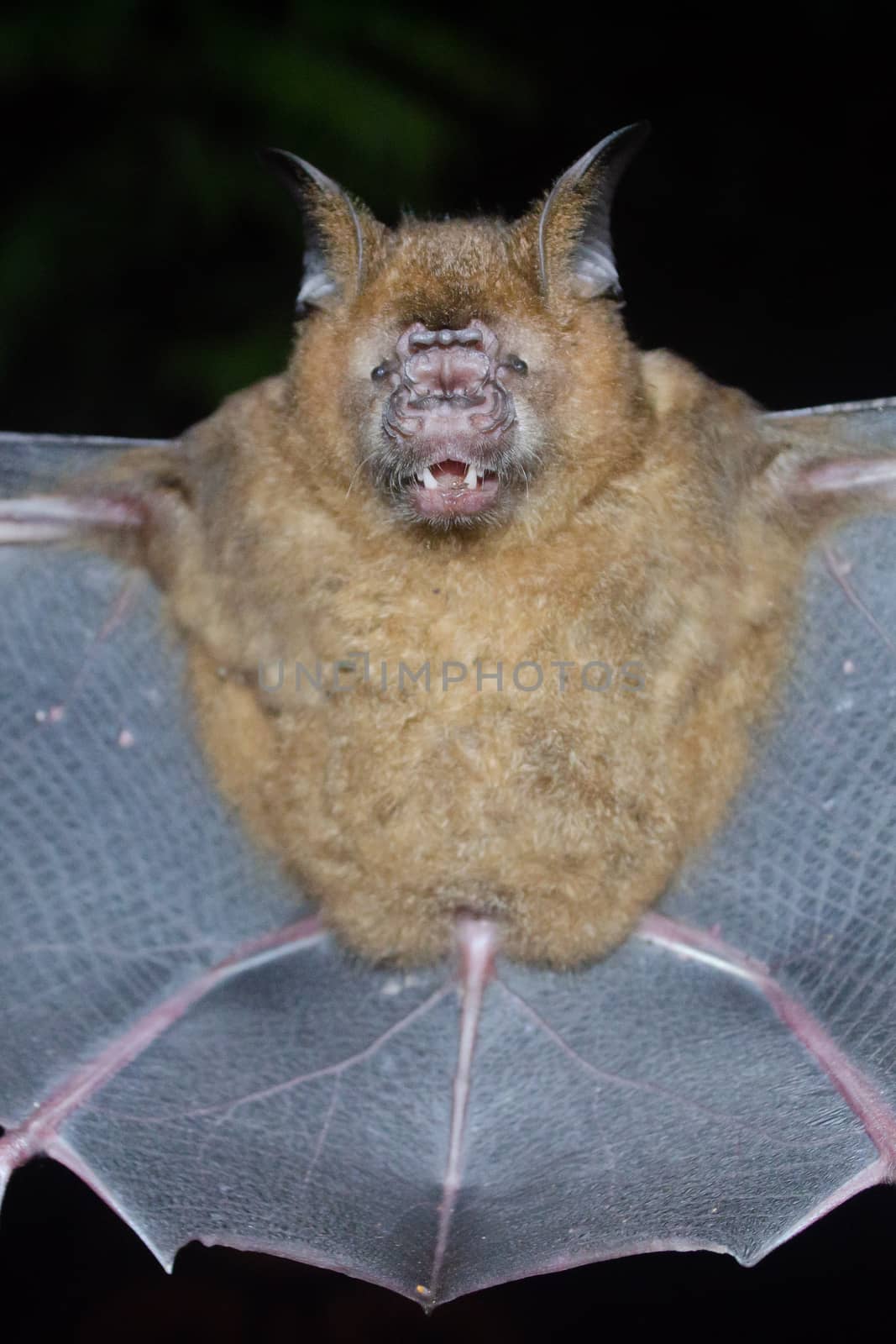 esser false vampire bat  are sleeping in the cave hanging on the ceiling period midday