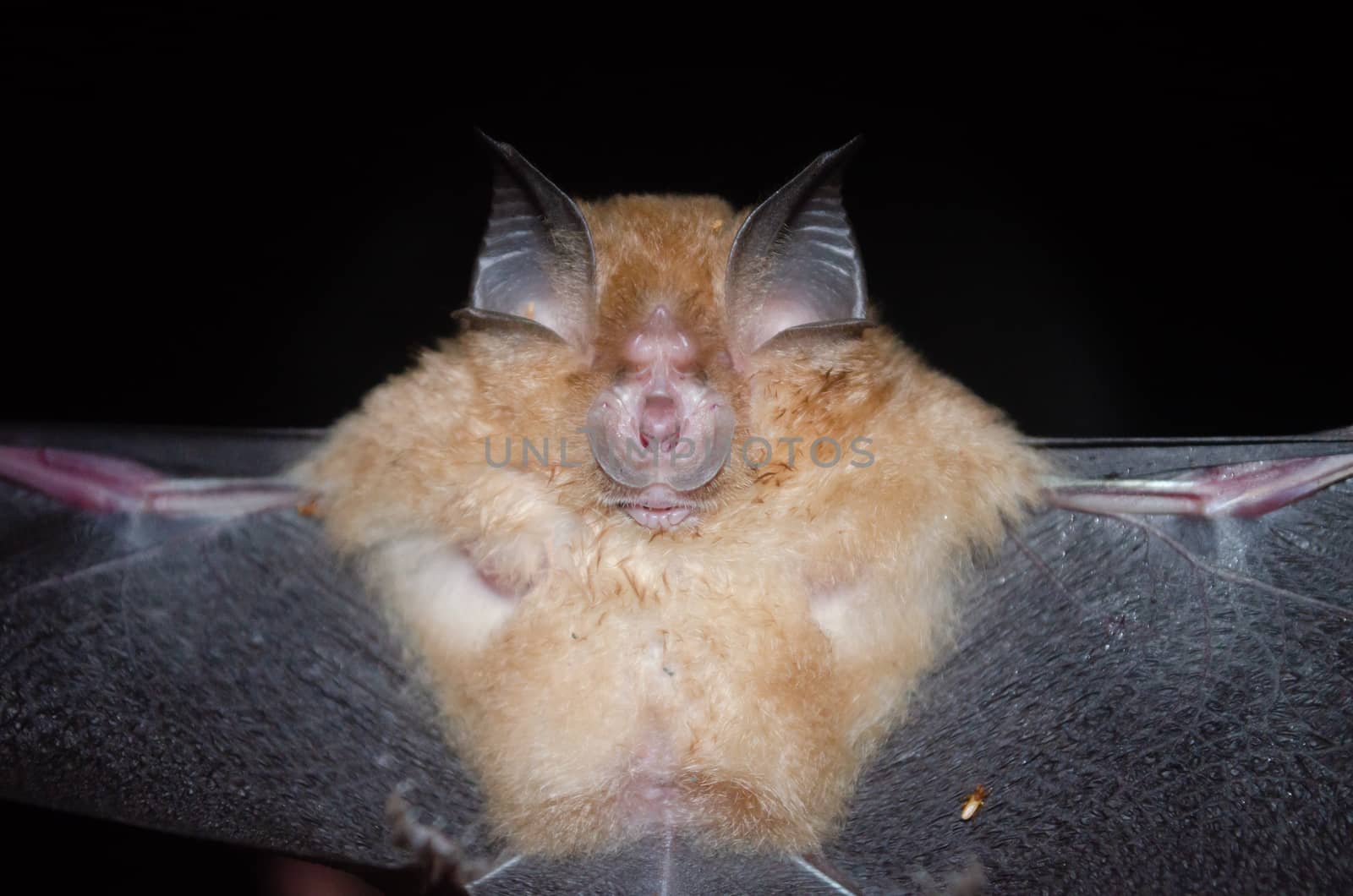 esser false vampire bat  are sleeping in the cave hanging on the ceiling period midday