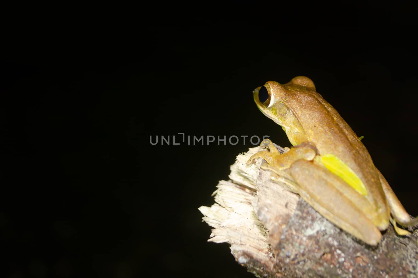 tree frog is yellow body ,like plant color by visanuwit