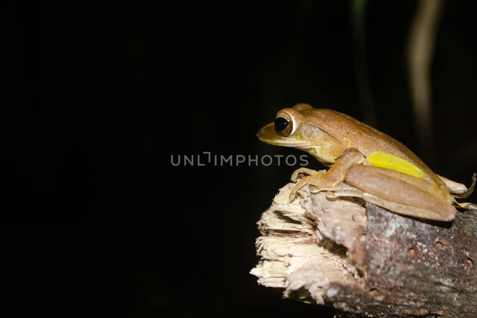 tree frog is yellow body ,like plant color by visanuwit