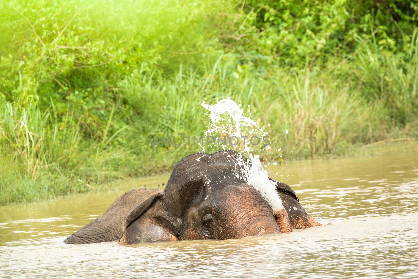 Asian elephants are the largest living land animals in Asia.Asian elephants are highly intelligent and self-aware.