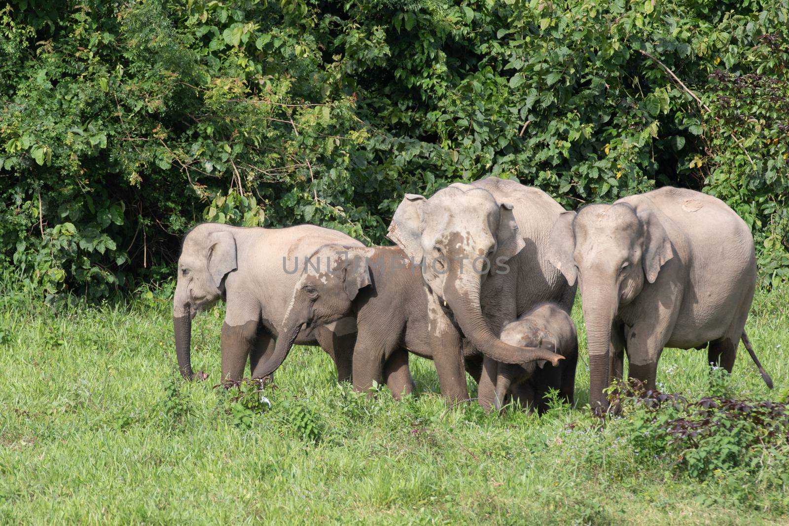 Asiatic Elephant is big five animal in asia by visanuwit