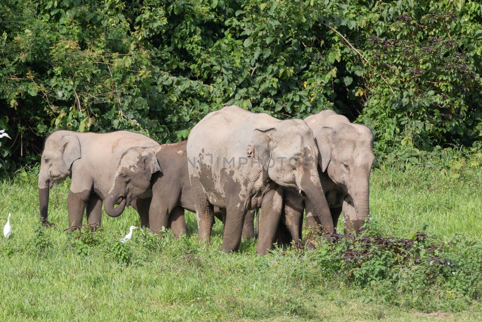 Asiatic Elephant is big five animal in asia by visanuwit