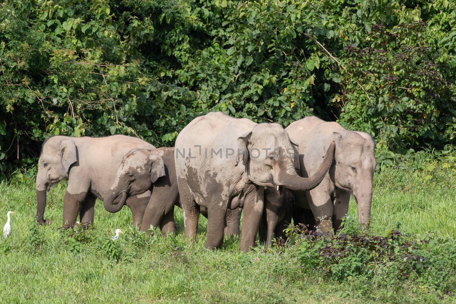 Asiatic Elephant is big five animal in asia by visanuwit