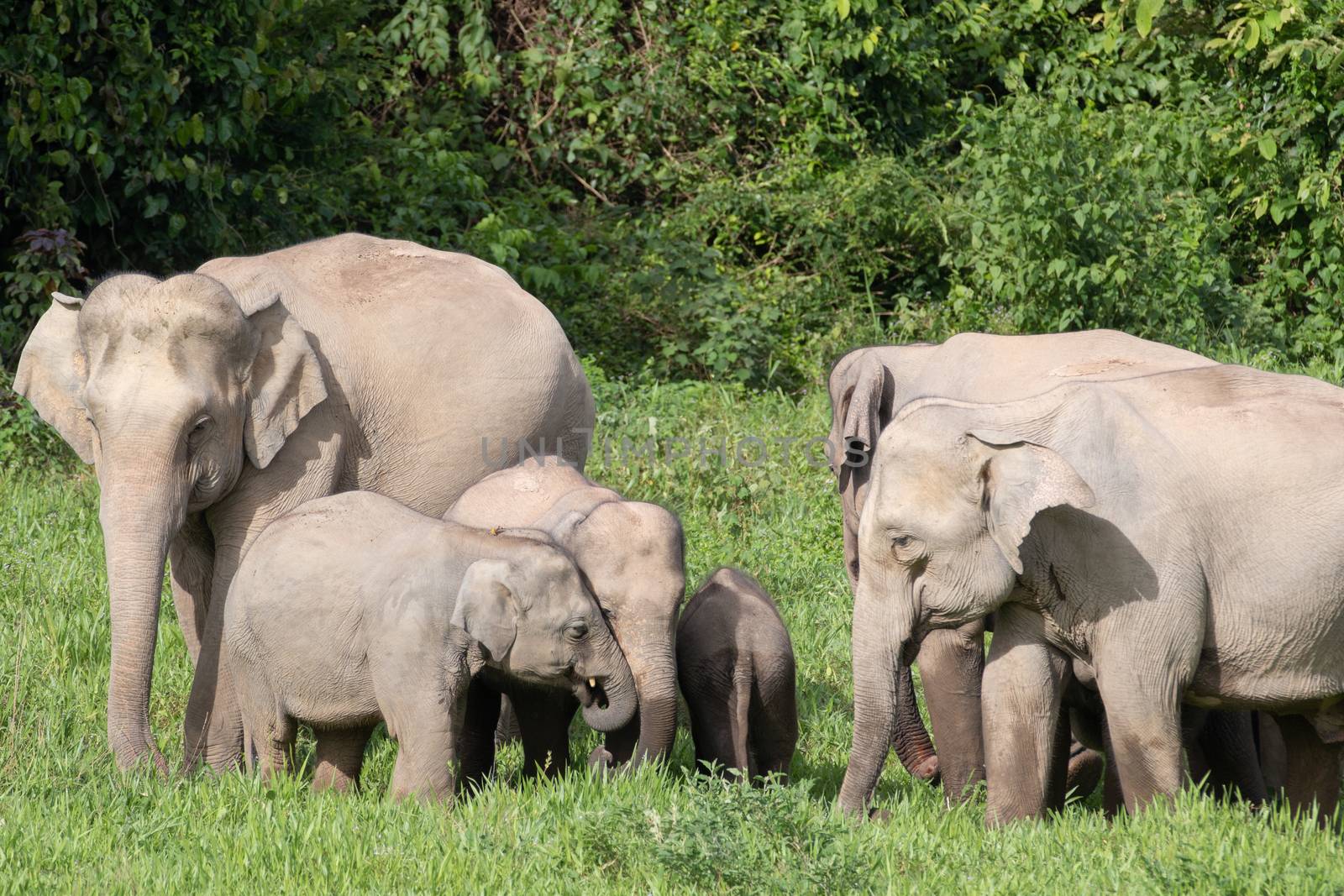 Asiatic Elephant is big five animal in asia by visanuwit