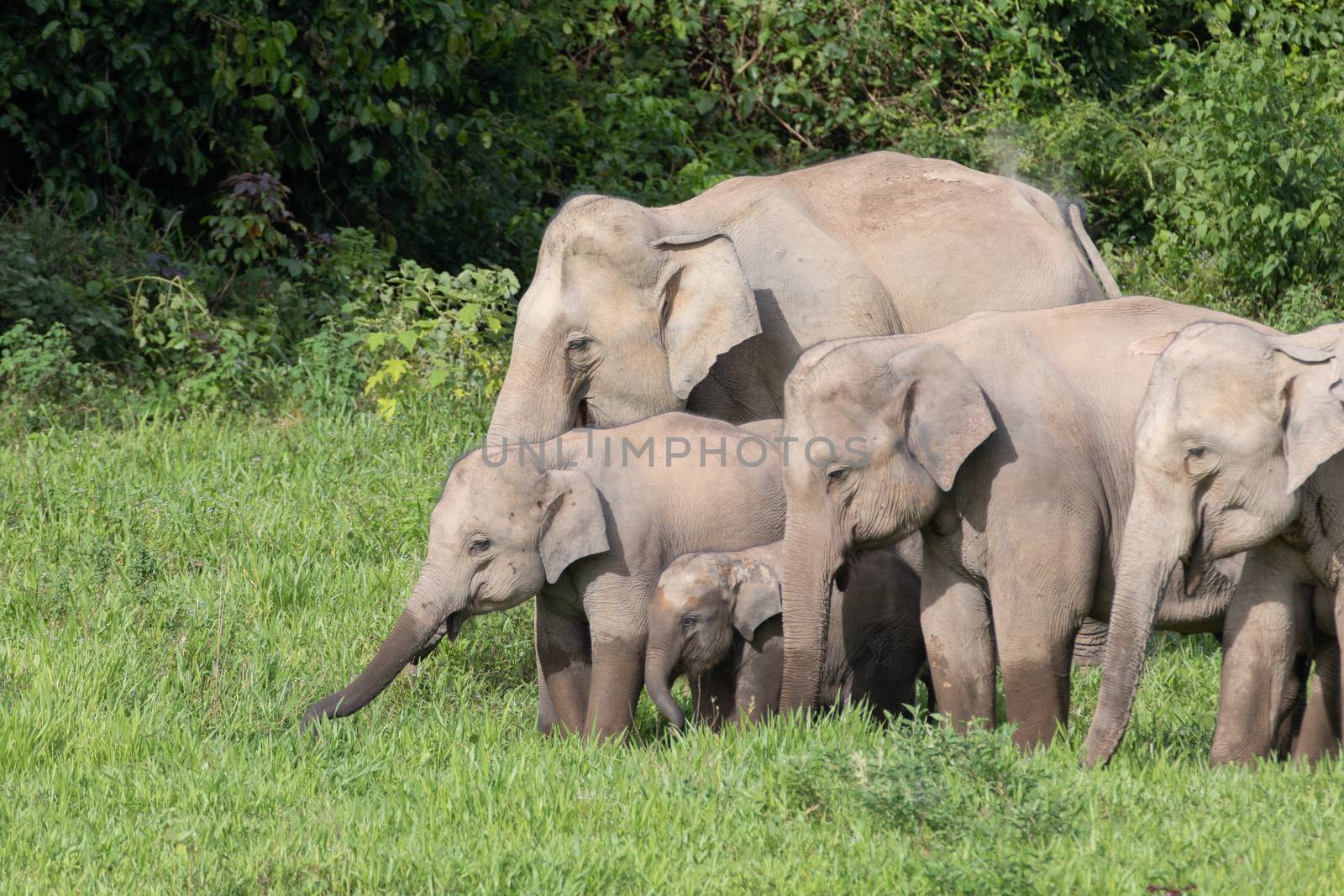 Asiatic Elephant is big five animal in asia by visanuwit