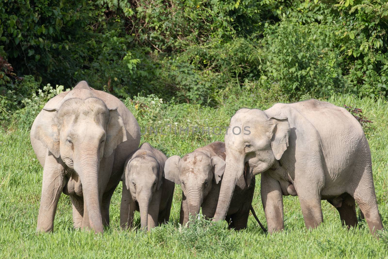 Asiatic Elephant is big five animal in asia by visanuwit