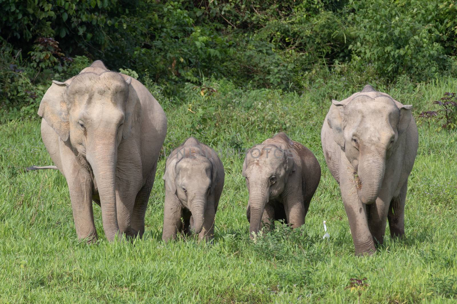 Asiatic Elephant is big five animal in asia by visanuwit