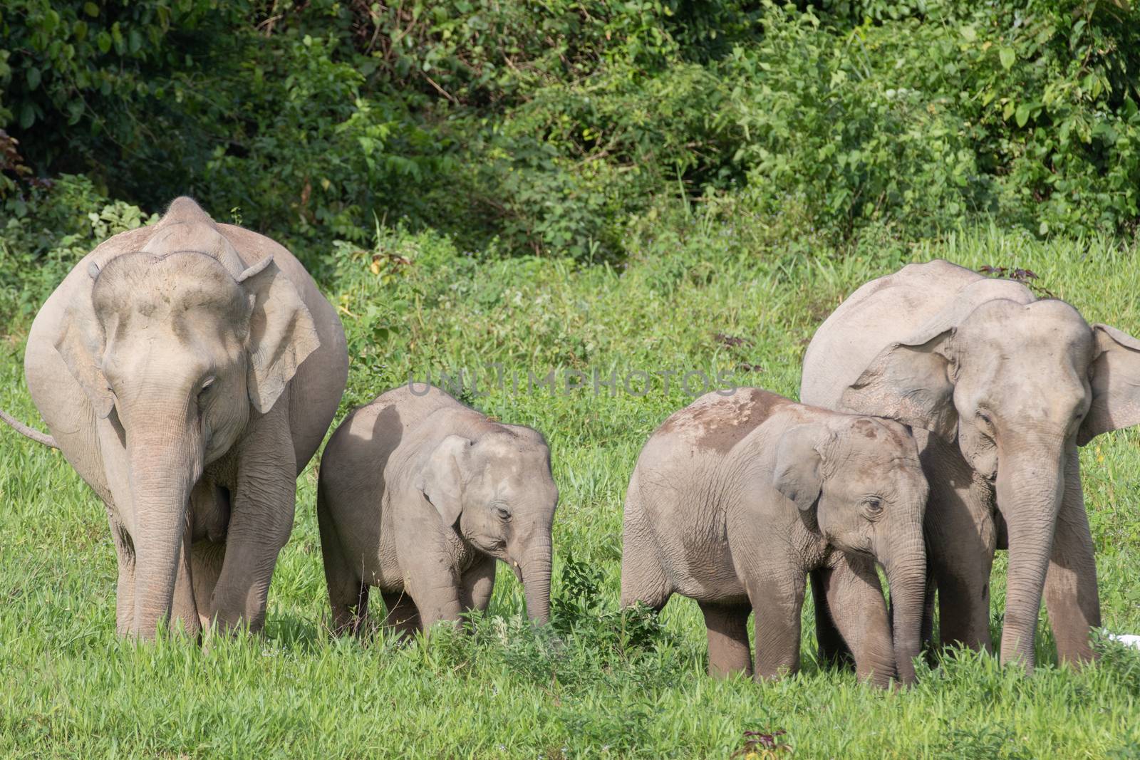 Asiatic Elephant is big five animal in asia by visanuwit