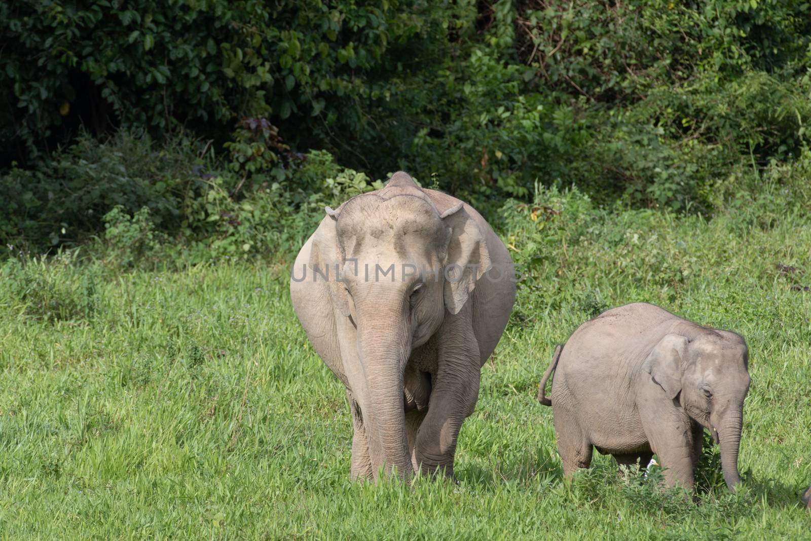 Asian elephants are the largest living land animals in Asia.Asian elephants are highly intelligent and self-aware.