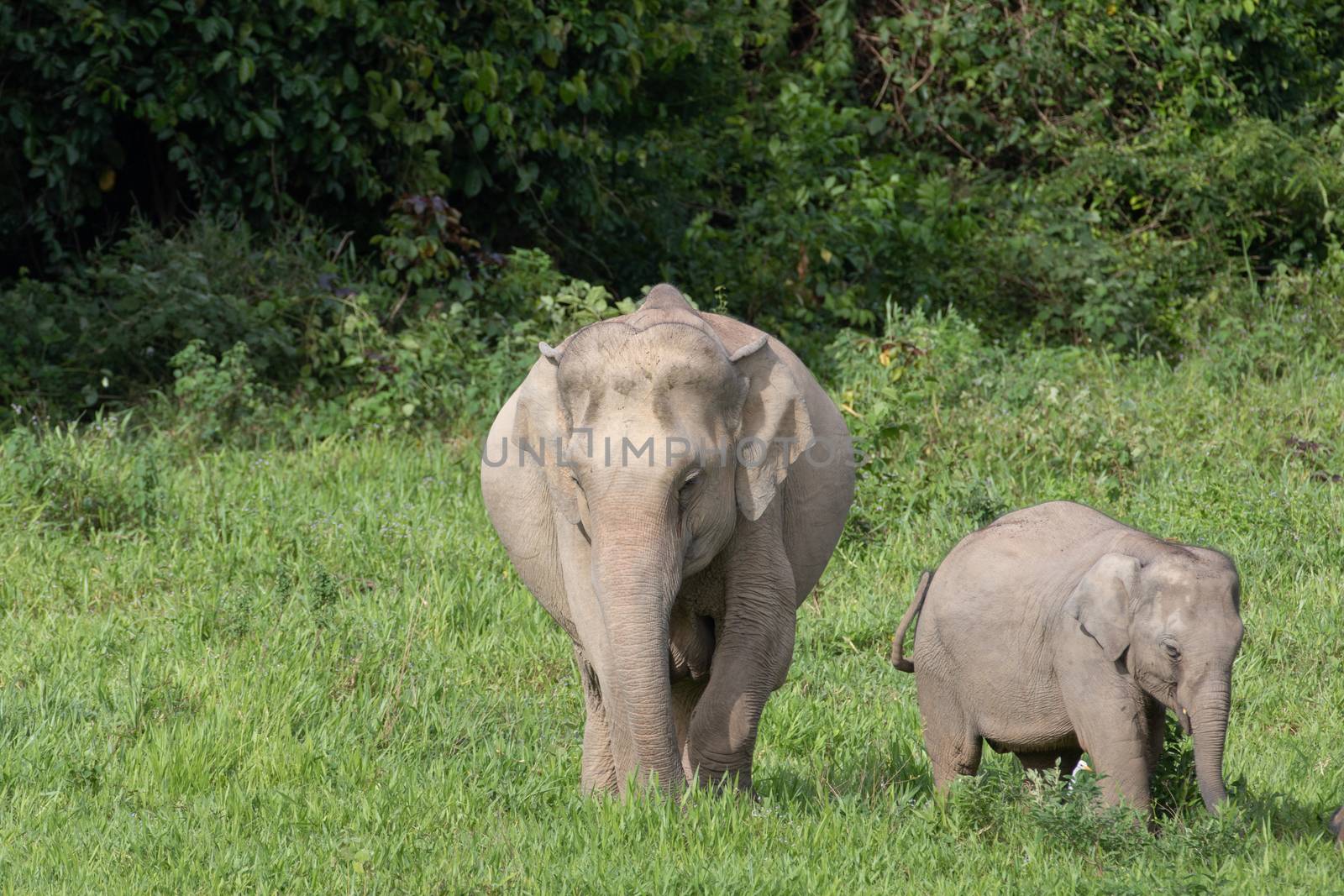 Asiatic Elephant is big five animal in asia by visanuwit