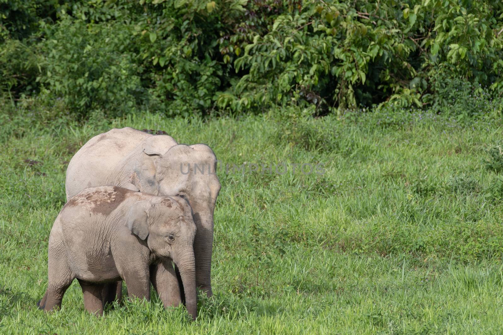 Asian elephants are the largest living land animals in Asia.Asian elephants are highly intelligent and self-aware.